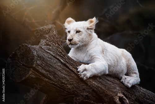 Obraz na płótnie sleeping lion cub