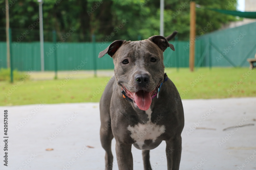 pit bull dog playing in the park. Sunny day pit bull dog playing in the park. Sunny day