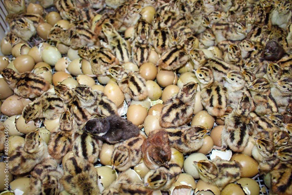 Baby pheasant in incubator, close up chicks in a hands hatched from an eggs in farm hatchery, after breeding they are released into the wild Baby pheasant in incubator, close up chicks in a hands hatched from an eggs in farm hatchery, after breeding they are released into the wild