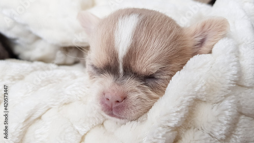 portrait of a cute white chihuahua puppy, the dog is sleeping on the bed