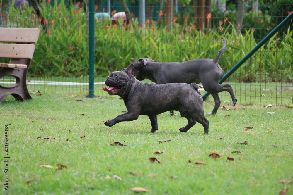 pit bull dog and bulldog playing in the park. Sunny day pit bull dog and bulldog playing in the park. Sunny day