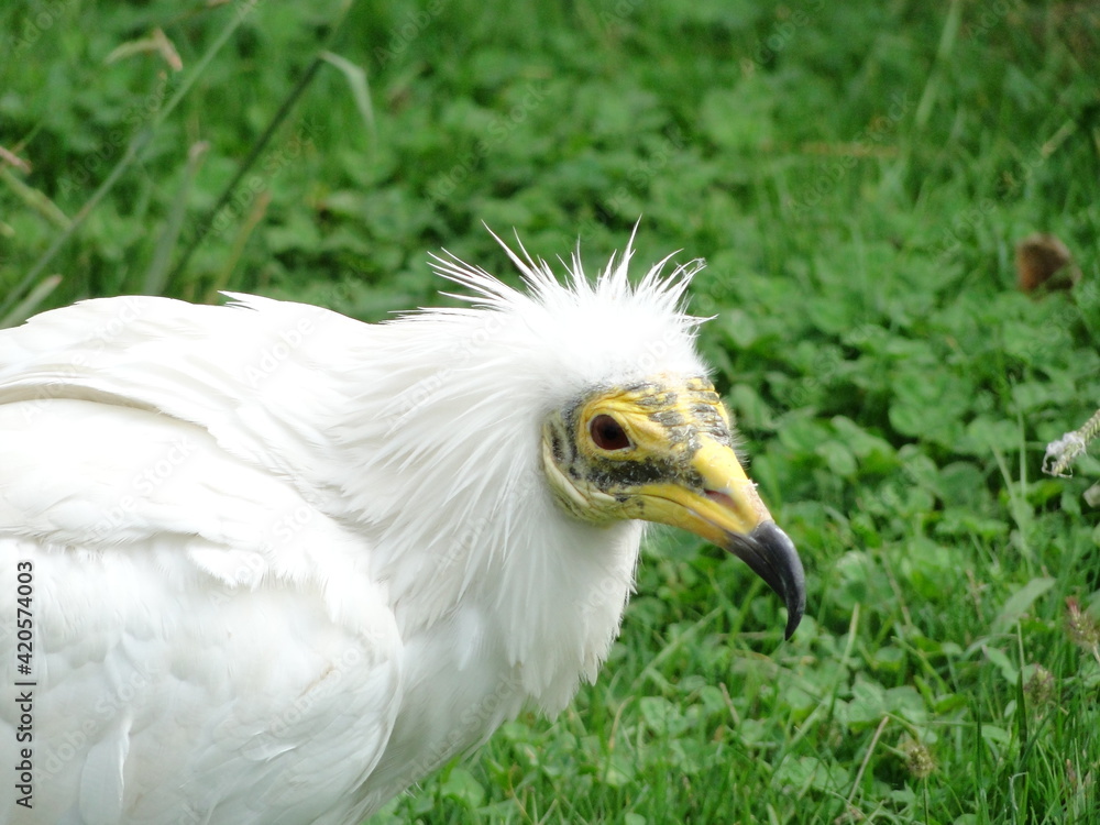 Obraz premium Cabeza y pecho de un joven alimoche (Neophron percnopterus) con su característico plumaje blanco y cabeza amarilla