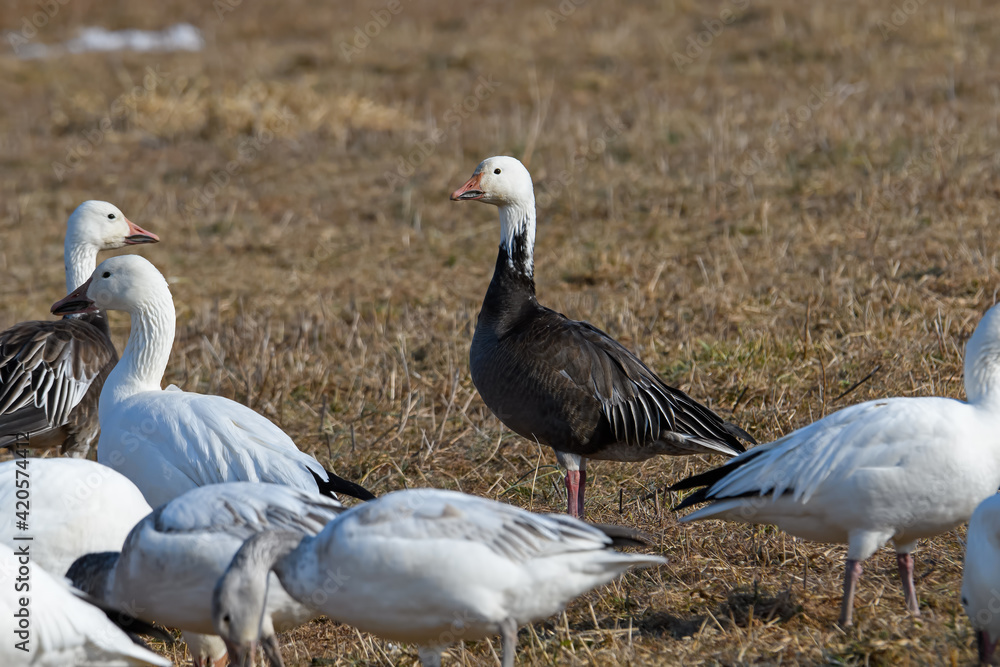 Dark adult or blue morph Snow goose feeding in a corn field during the spring migration at Middle Creek Wildlife Management Area. Distinguished from other dark geese by uniform dark gray color. Dark adult or blue morph Snow goose feeding in a corn field during the spring migration at Middle Creek Wildlife Management Area. Distinguished from other dark geese by uniform dark gray color.