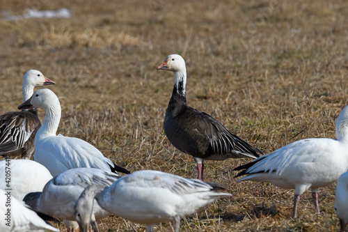 Dark adult or blue morph Snow goose feeding in a corn field during the spring migration at Middle Creek Wildlife Management Area. Distinguished from other dark geese by uniform dark gray color.