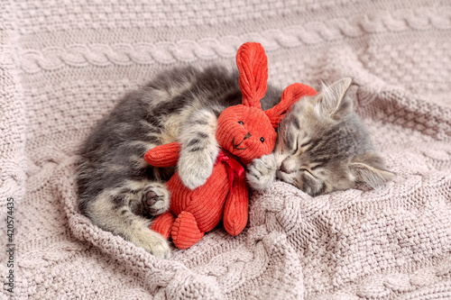 Wall Mural Kitten sleep on cozy blanket hug toy easter bunny