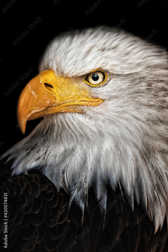 Obraz premium american bald eagle