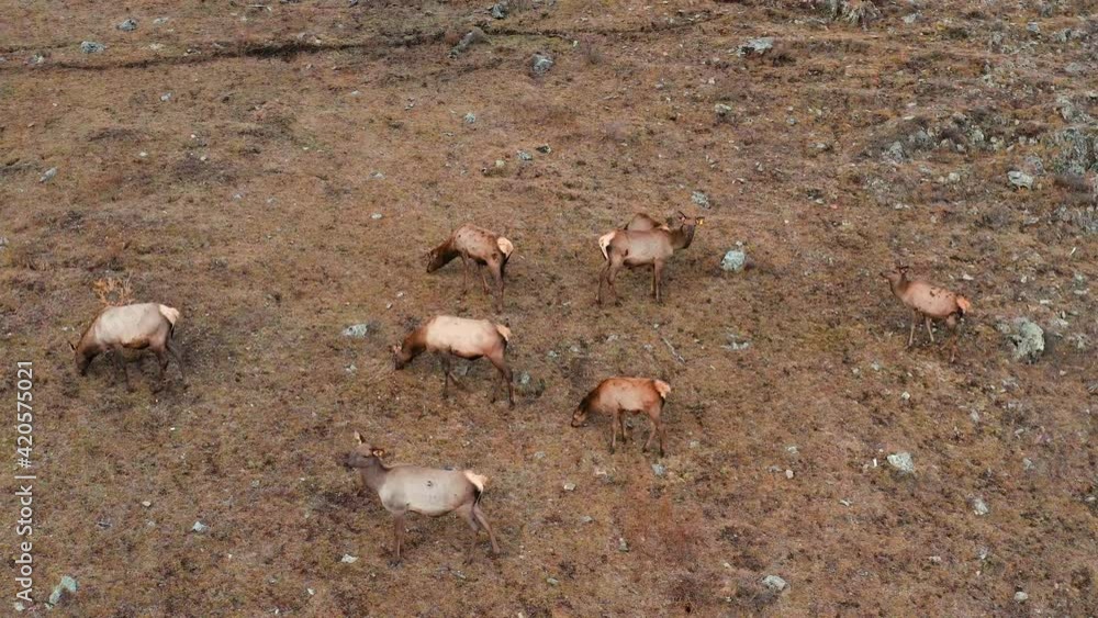 Mountain Altai in autumn. A herd of red deer (Cervus elaphus sibiricus) in a pen. Aerial view. Mountain Altai in autumn. A herd of red deer (Cervus elaphus sibiricus) in a pen. Aerial view.