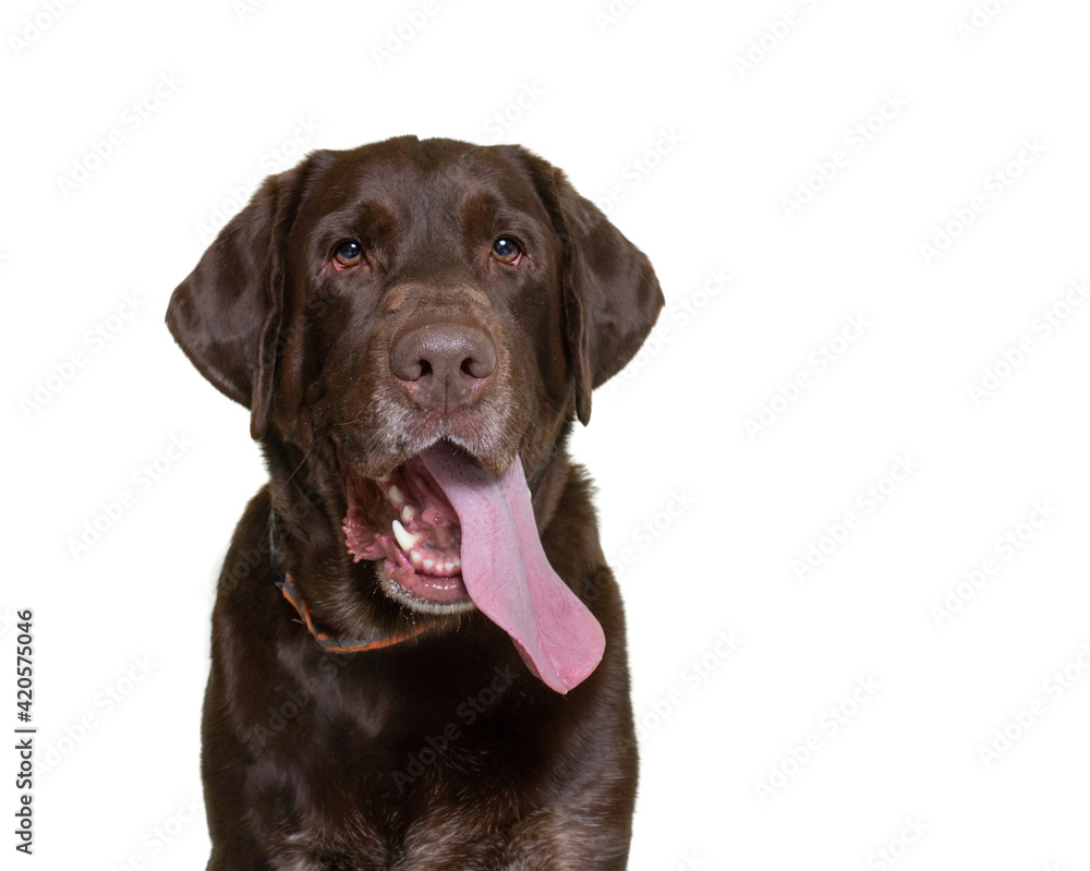 cute dog studio shot on an isolated white background cute dog studio shot on an isolated white background