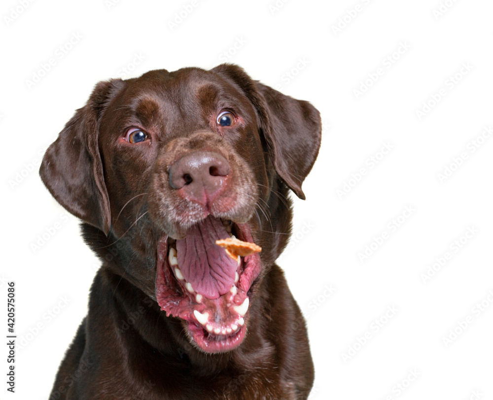 cute dog studio shot on an isolated white background