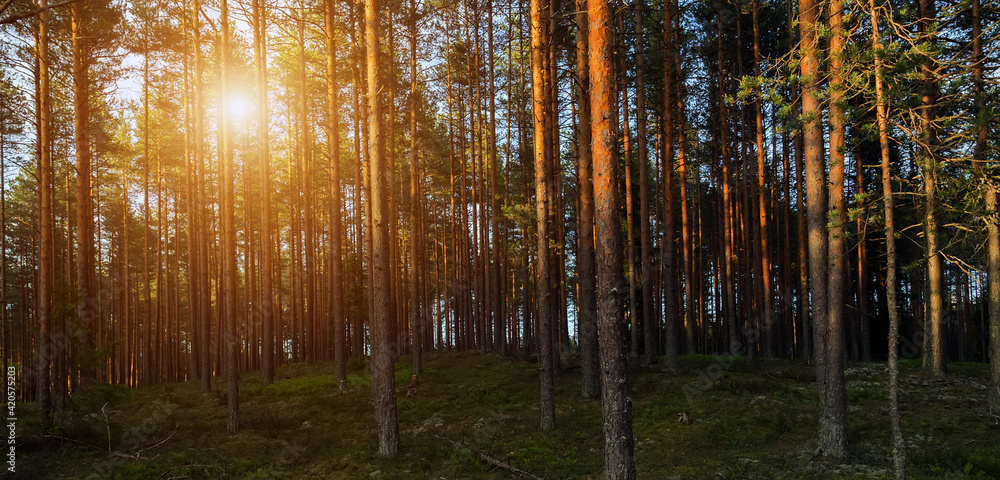 Obraz premium Summer green trees sun rays shine in forest