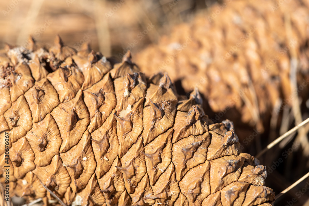 Fototapeta premium close up of a cone