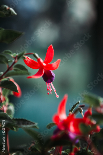 A pink flower named Fuchsia magellanica photo