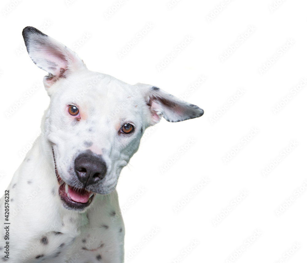 Fototapeta premium cute dog studio shot on an isolated white background