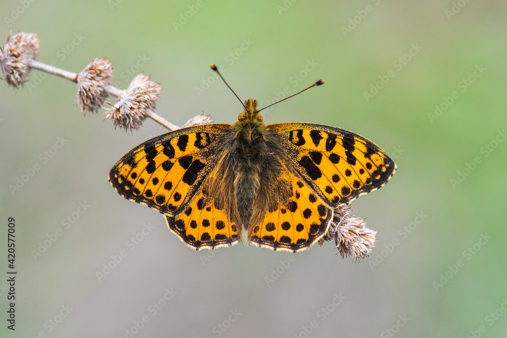 Nymphalidae / İspanyol Kraliçesi / / Issoria lathonia Nymphalidae / İspanyol Kraliçesi / / Issoria lathonia