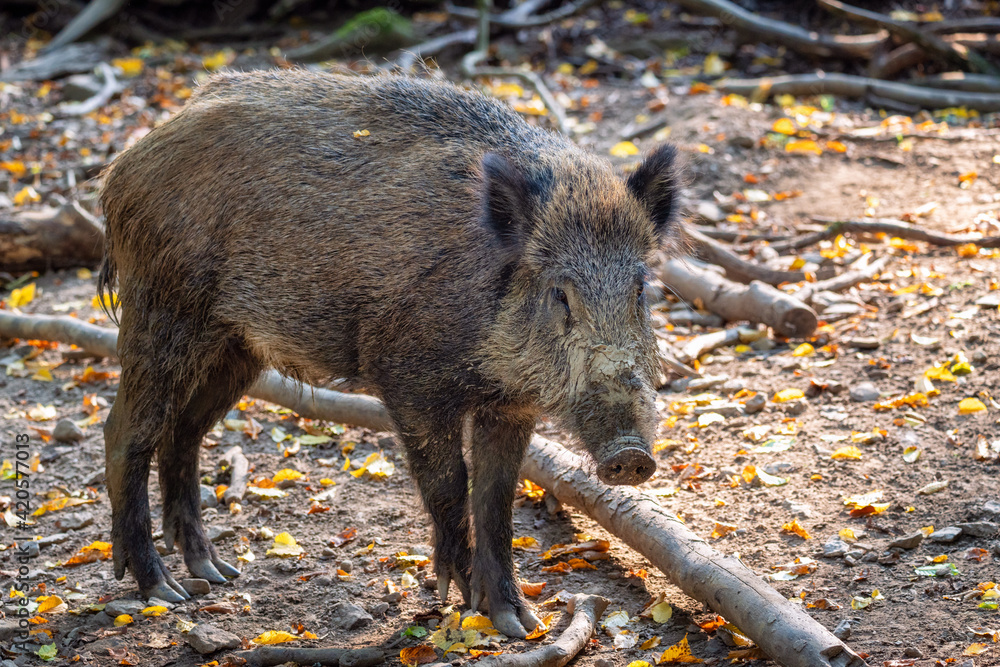 Muddy wild boar with colorful leaves in autumn. Image suitable for animal magazines, books or as background. Muddy wild boar with colorful leaves in autumn. Image suitable for animal magazines, books or as background.
