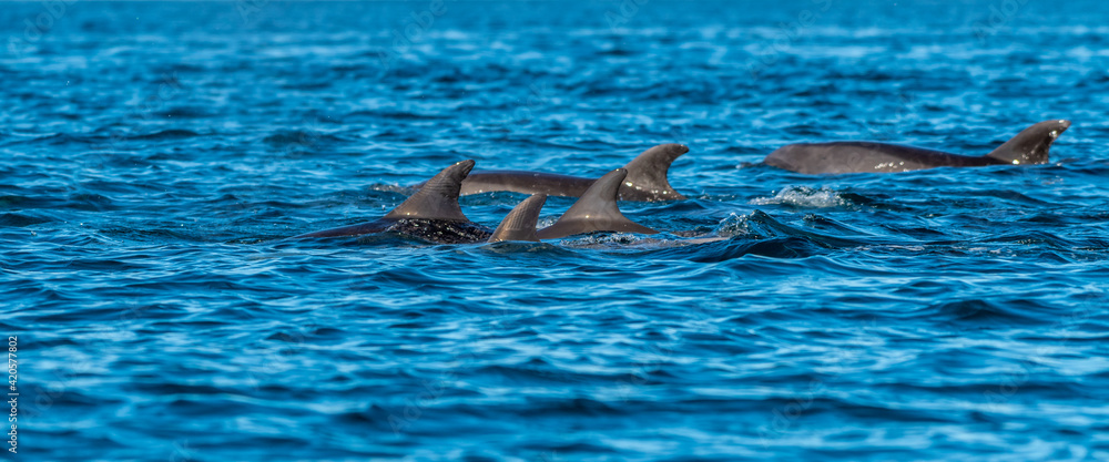 Pod of Long-beaked common dolphins (Delphinus capensis) off the coast of Baja California, Mexico.