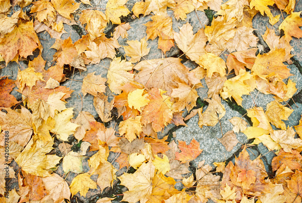 autumn leaves autumn leaves