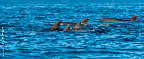Pod of Long-beaked common dolphins  Delphinus capensis  off the coast of Baja California  Mexico.