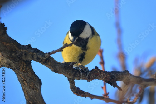 Small black and yellow bird against the blue sky. A bright tit sits on a branch in the park. City birds. Wildlife. Close-up.