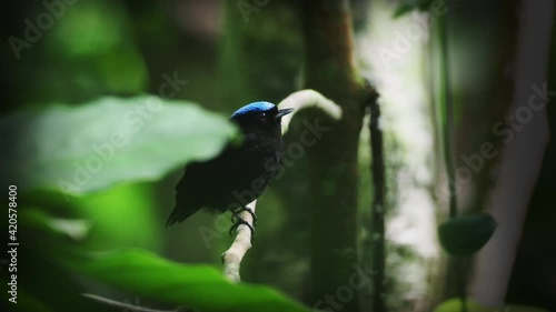 Blue-crowned manakin - Lepidothrix coronata bird in the Pipridae family. The males have a brilliant blue cap, found in Bolivia, Brazil, Colombia, Costa Rica, Ecuador, Panama, Peru, Venezuela. photo