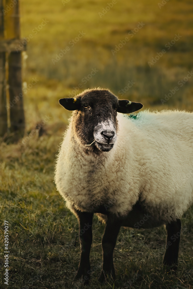 Black headed sheep with fluffy and soft woolen fur. Sheep is watching to the camera by one eye. Sheep is relaxed eating grass .
