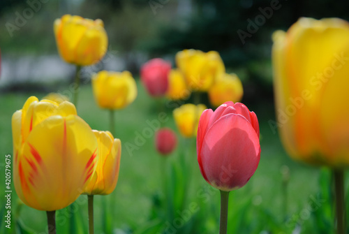 Tulip flowers in the spring