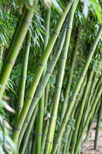 Green bamboo forest  Porto Botanical Garden  Portugal