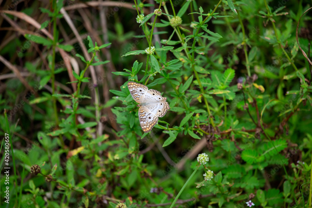 Obraz premium A white, brown, yellow, black butterfly drinking nectar from a little white flower.