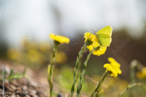 Common brimstone butterfly, Gonepteryx, rhamni, in coltsfoot flower photo