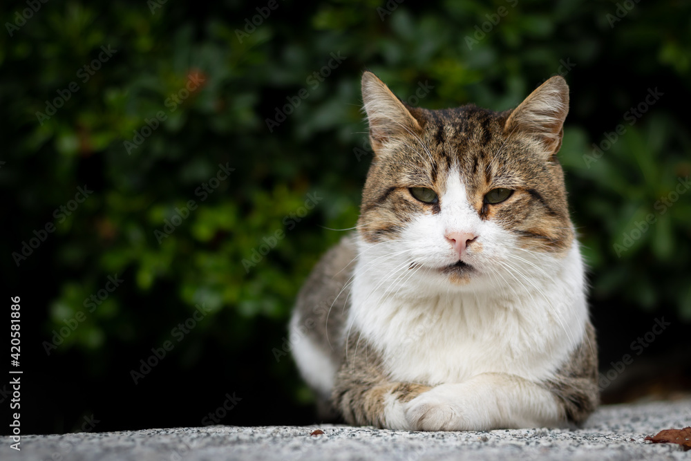 Portrait of a stray cat in focus Portrait of a stray cat in focus