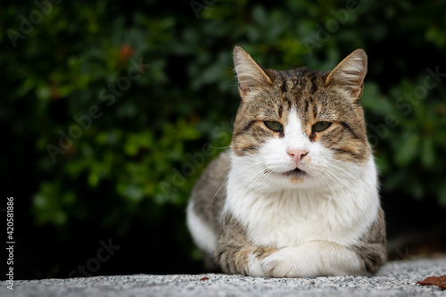 Wallpaper Mural Portrait of a stray cat in focus Torontodigital.ca