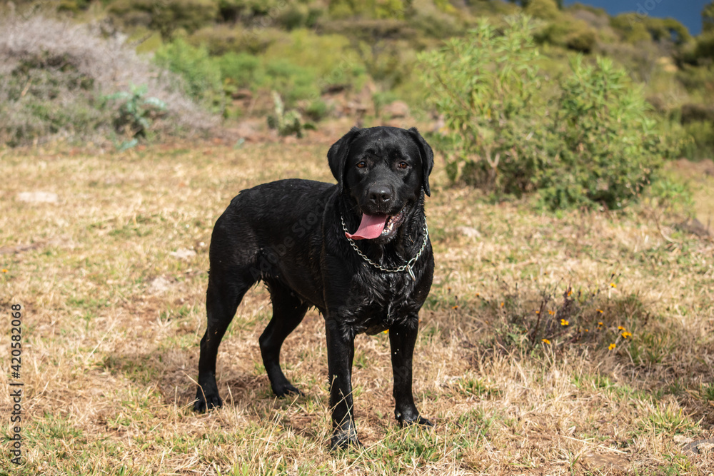Perro mascota negro labrador chocolate sobre pasto en campo Perro mascota negro labrador chocolate sobre pasto en campo