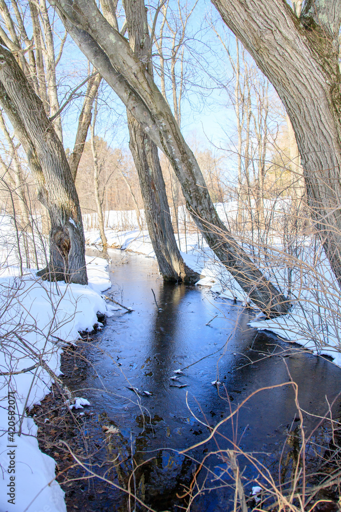 Cold stream in between trees in the winter