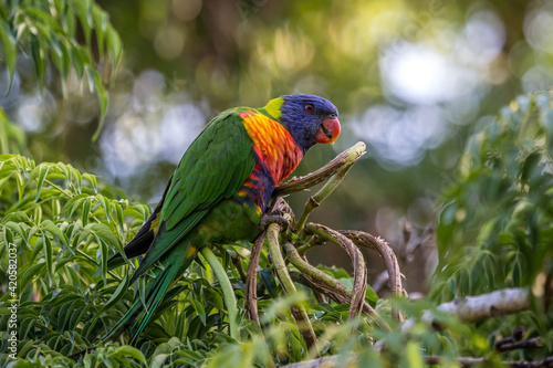 Rainbow lorikeet
