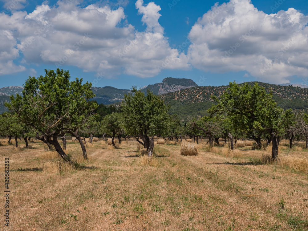 Fototapeta premium countryside on the balearic island of Mallorca, Spain