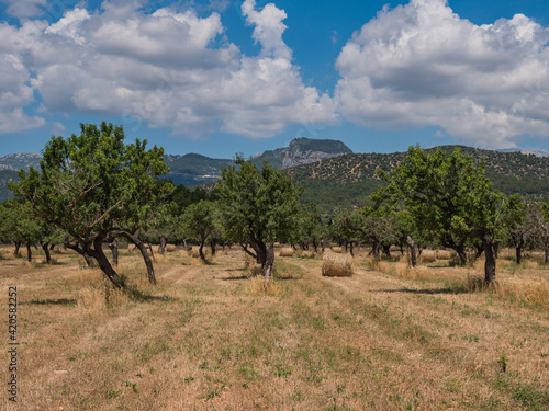 countryside on the balearic island of Mallorca  Spain