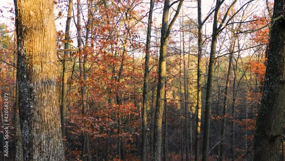 Autumn Forest Windy Brown Leaf Autumn Forest Windy Brown Leaf