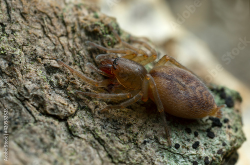 Sac spider, Clubiona spider on wood, macro photo