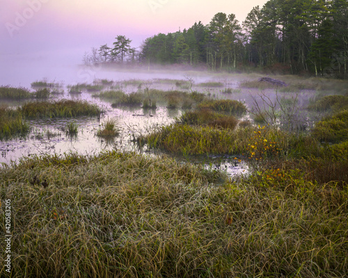 USA, New Jersey, Pine Barrens. March grasses and fog at sunrise. photo
