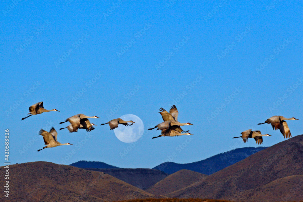 USA, New Mexico, Bosque Del Apache National Wildlife Refuge. Sandhill cranes (Grus canadensis) flying past a setting full moon. USA, New Mexico, Bosque Del Apache National Wildlife Refuge. Sandhill cranes (Grus canadensis) flying past a setting full moon.