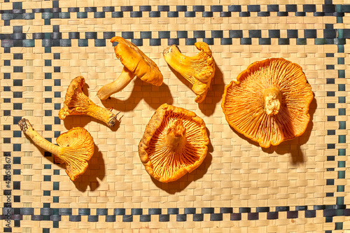 Wild foraged golden chanterelle mushrooms