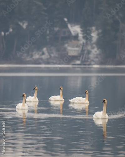 Trumpeter Swans Ness Lake photo