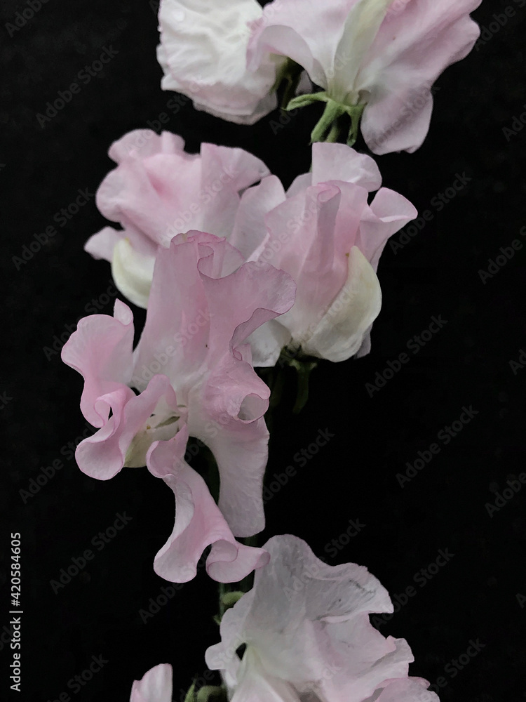 Pink flowers on black background Pink flowers on black background