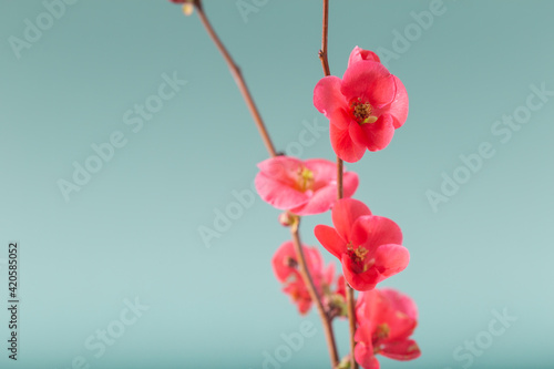 Plum blossems in little glass vase. Soft pastel colors. Flower background.