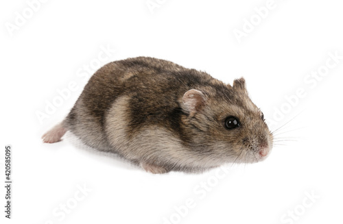 Portrait of a grey hamster