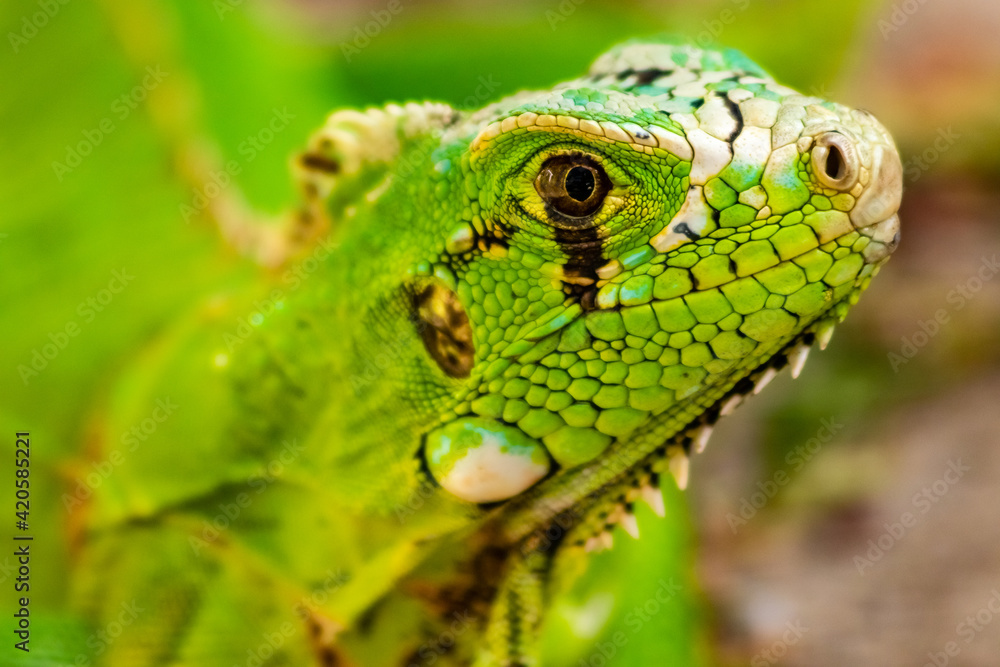 Fototapeta premium Iguana tomando banho de sol.