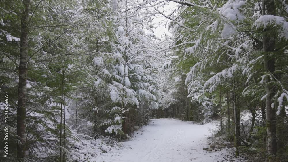 Beautiful Hiking Trail in the Forest during winter morning. White Snow Covered. Taken in Squamish, North of Vancouver, British Columbia, Canada. Slow Motion Beautiful Hiking Trail in the Forest during winter morning. White Snow Covered. Taken in Squamish, North of Vancouver, British Columbia, Canada. Slow Motion