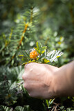 Cloudberry picking