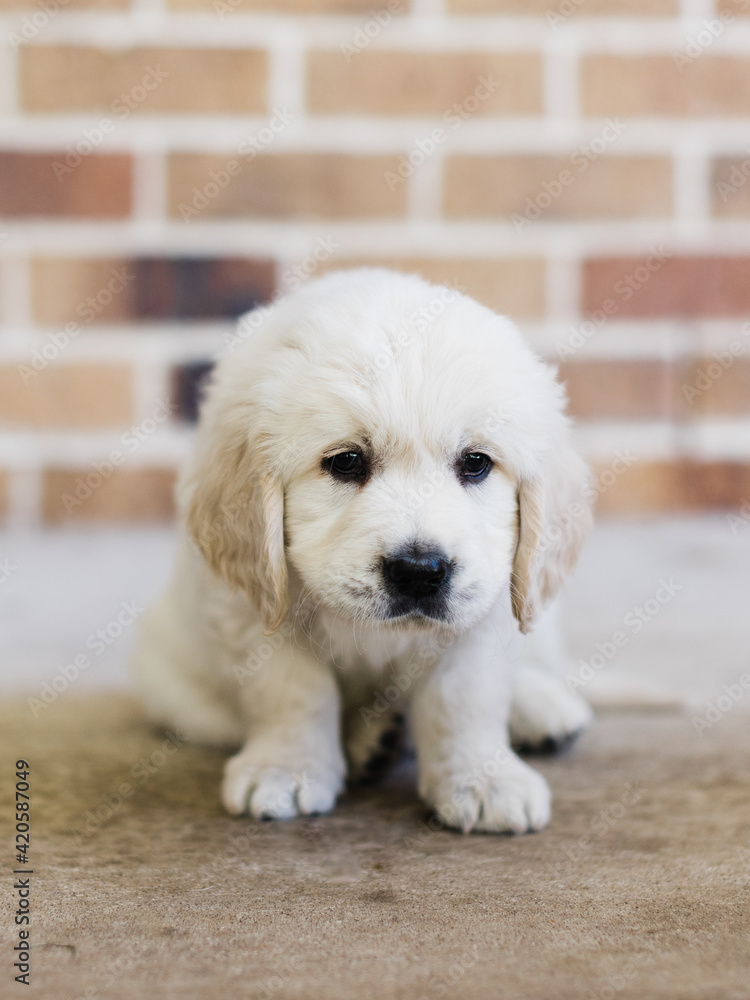 Uncertain golden retriever puppy Uncertain golden retriever puppy