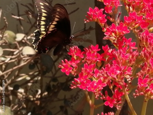 Mariposa